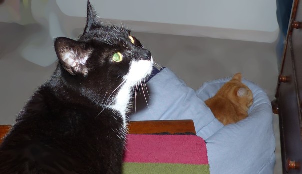 tuxedo cat, ginger / red / orange tabby cat