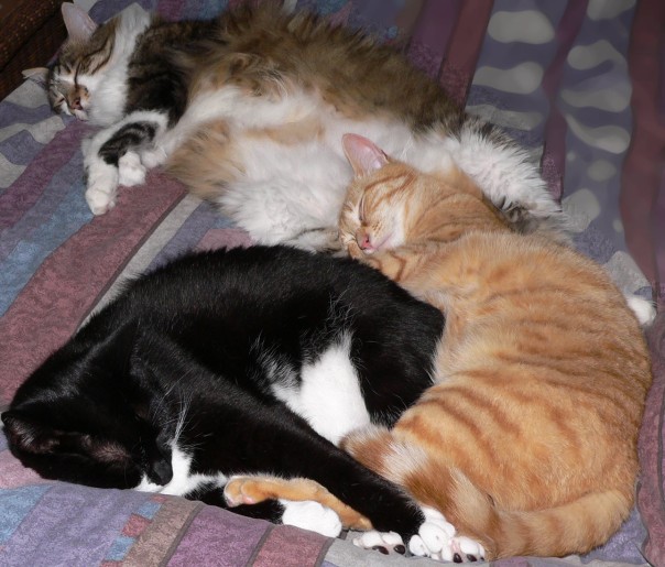 tuxedo cat, ginger / red / orange tabby cat, Boo-key / Bookie