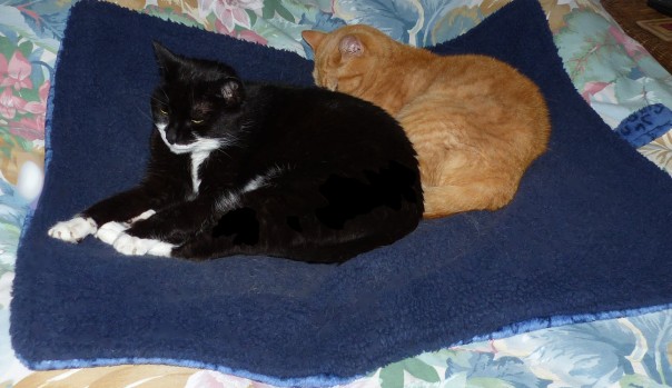 tuxedo cat, ginger / red / orange tabby cat